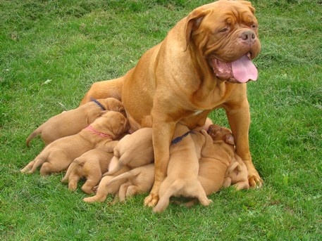 De La Source Des Titans - Dogue de Bordeaux - Portée née le 04/07/2012