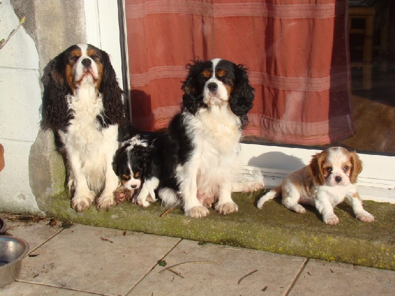 De La Source Des Titans - Cavalier King Charles Spaniel - Portée née le 08/12/2015