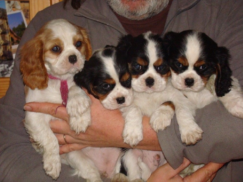 De La Source Des Titans - Cavalier King Charles Spaniel - Portée née le 29/10/2014