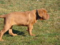 CHIOT masque marron collier bleu JAVANAISE