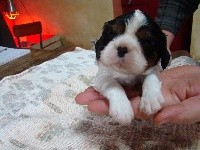 CHIOT Tricolore collier rouge OREO