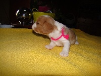 CHIOT Blenheim Collier Rose ISIS