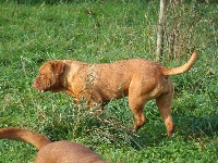 CHIOT masque marron collier rose/bleu JAMAÏQUE