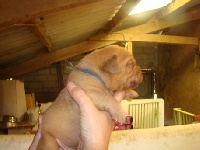 CHIOT  Bleu HALPHONSE