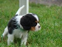 CHIOT Tricolore collier vert