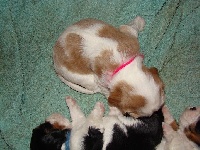 CHIOT blenheim collier rose JOSEPHINE