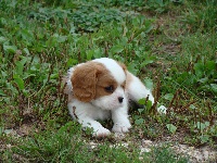 CHIOT Blenheim collier bleu