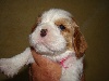 CHIOT blenheim collier rose JOSEPHINE