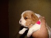 CHIOT Blenheim Collier Rose ISIS