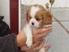 CHIOT Blenheim Collier Rose ISIS