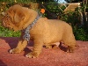 CHIOT  GROOV collier chiné bleu