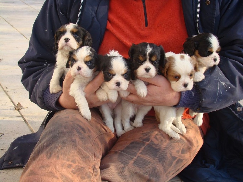 De La Source Des Titans - Cavalier King Charles Spaniel - Portée née le 16/01/2017