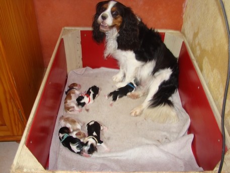 De La Source Des Titans - Cavalier King Charles Spaniel - Portée née le 24/08/2012