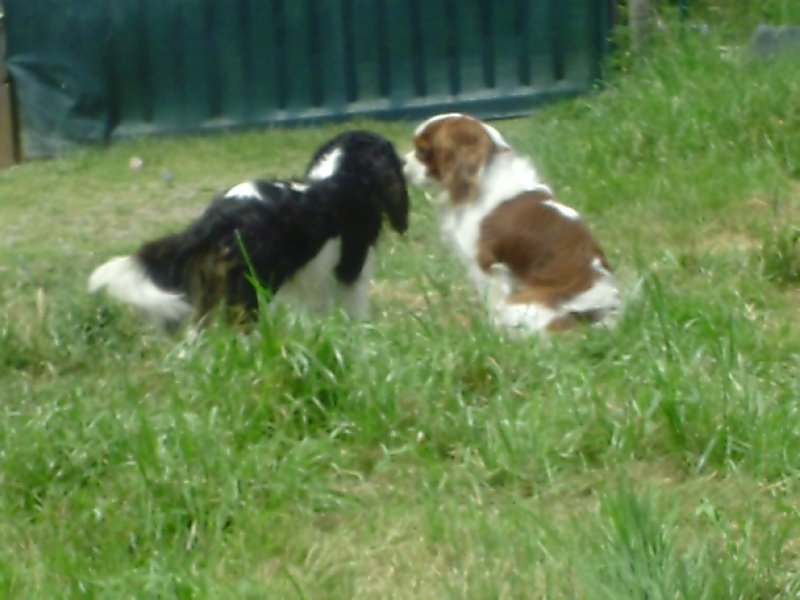 De La Source Des Titans - Cavalier King Charles Spaniel - Portée née le 12/07/2011