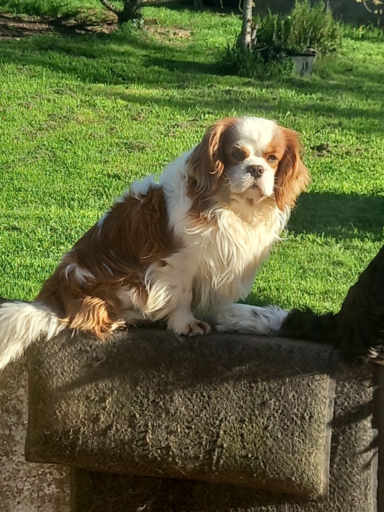 Simba Des Eternels Charmeurs