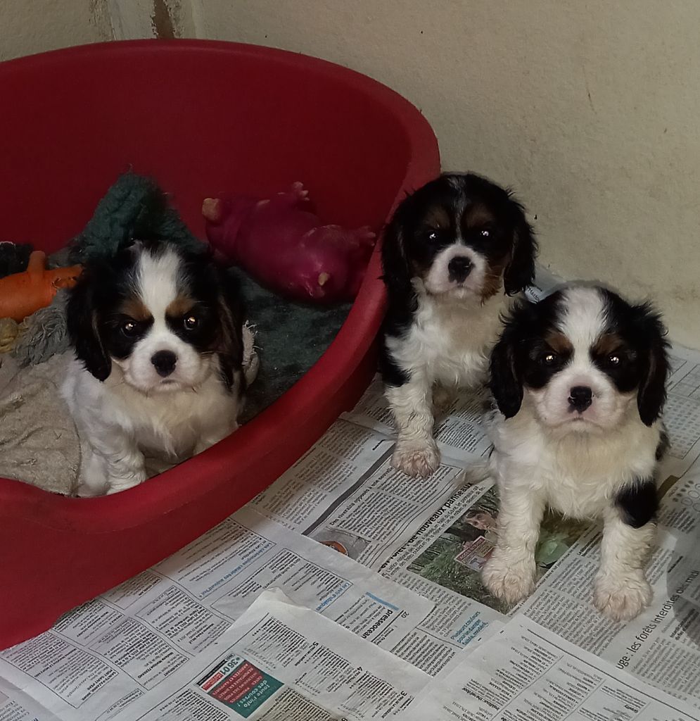 Chiot Cavalier King Charles Spaniel De La Source Des Titans