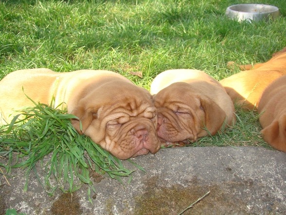 De La Source Des Titans - Dogue de Bordeaux - Portée née le 09/07/2013