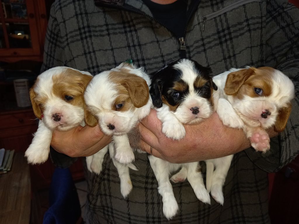 De La Source Des Titans - Cavalier King Charles Spaniel - Portée née le 20/03/2023