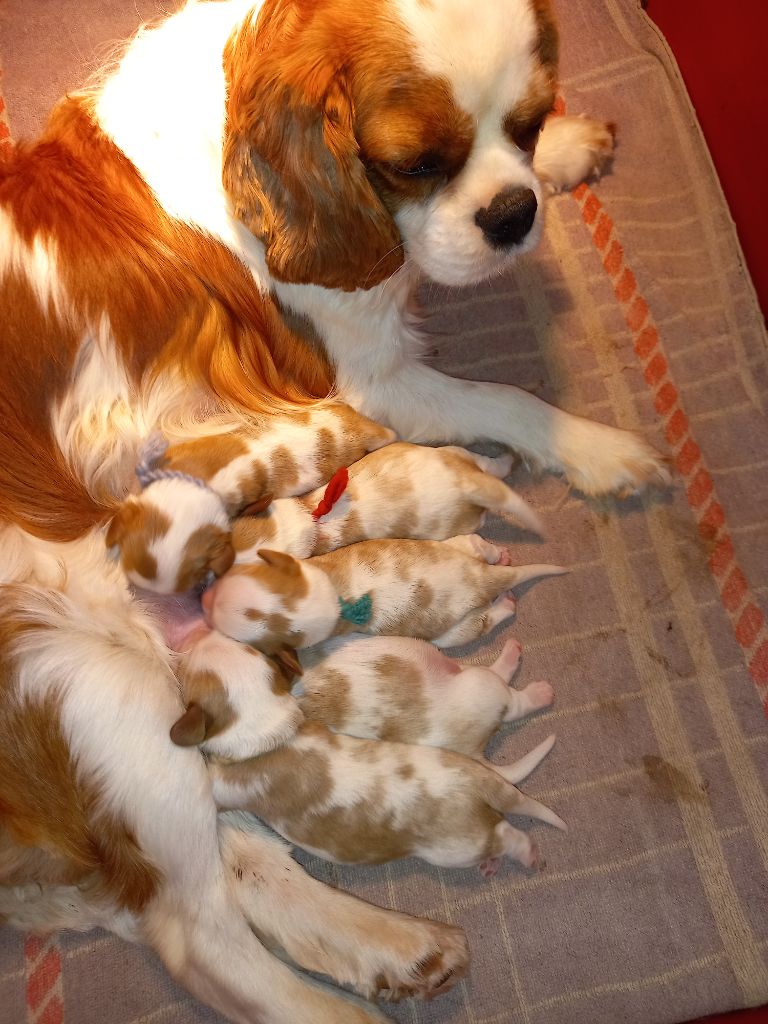 Chiot Cavalier King Charles Spaniel De La Source Des Titans