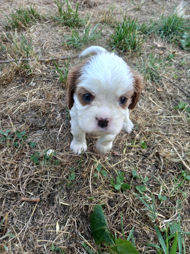 De La Source Des Titans - Chiots disponibles - Cavalier King Charles Spaniel