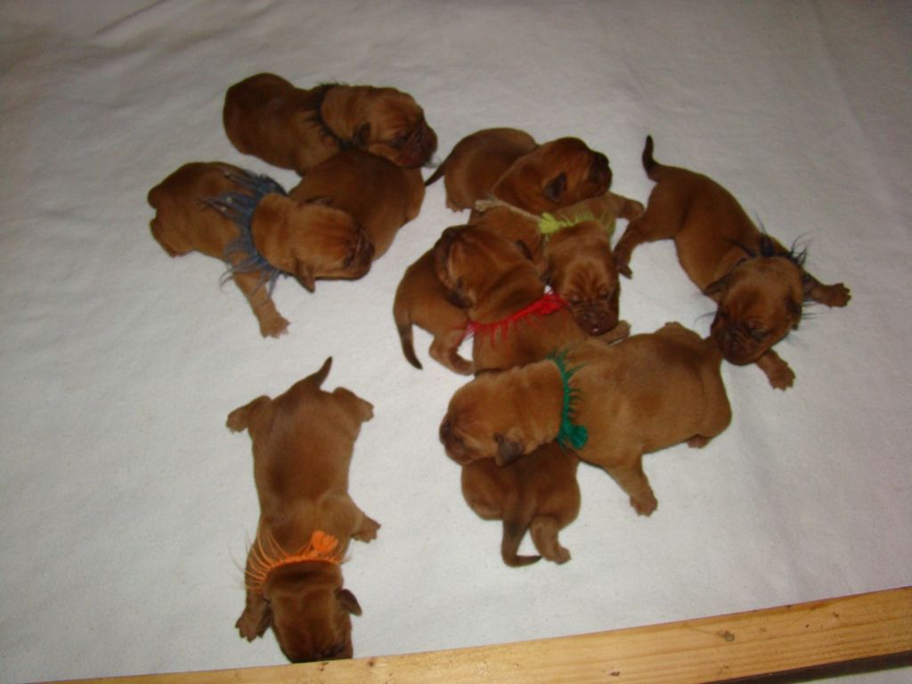 De La Source Des Titans - Dogue de Bordeaux - Portée née le 24/04/2017