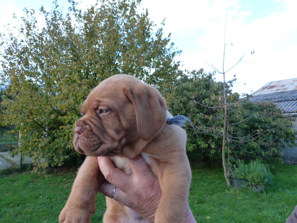 De La Source Des Titans - Chiots disponibles - Dogue de Bordeaux