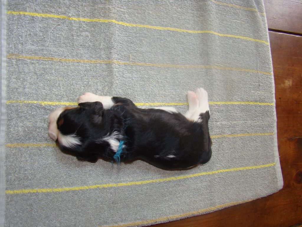 De La Source Des Titans - Cavalier King Charles Spaniel - Portée née le 05/08/2020