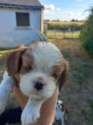 CHIOT 4 collier bleu