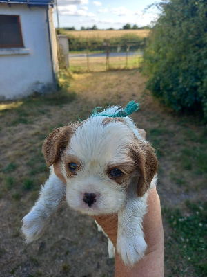 CHIOT 5 collier vert