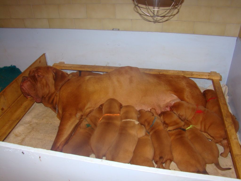 De La Source Des Titans - Dogue de Bordeaux - Portée née le 04/06/2018